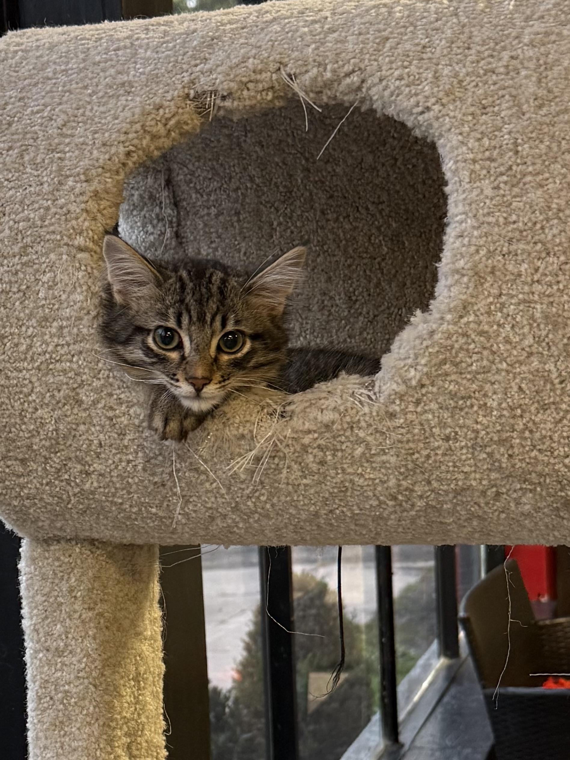 Enlarge Velvet Lurker, a Adoptable Domestic Short Hair in Hamburg, NY image 1/1