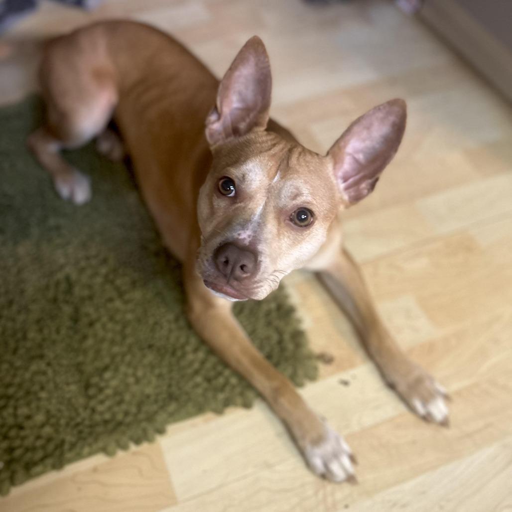 Silas, Adoptable, Adult Female Mixed Breed.