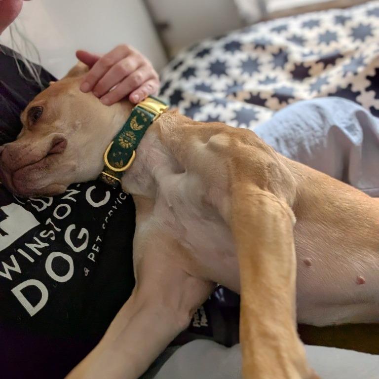 Silas, Adoptable, Adult Female Mixed Breed.