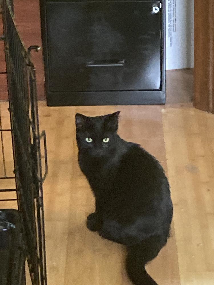 Tucker, Adoptable, Young Male Domestic Short Hair.