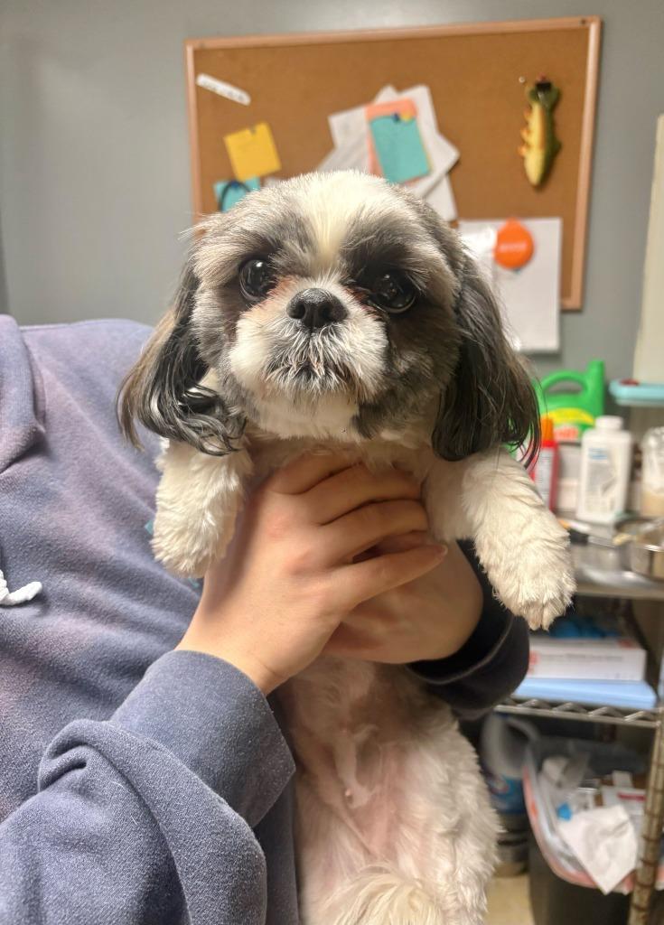 Wednesday, Adopted, Adult Female Shih Tzu.