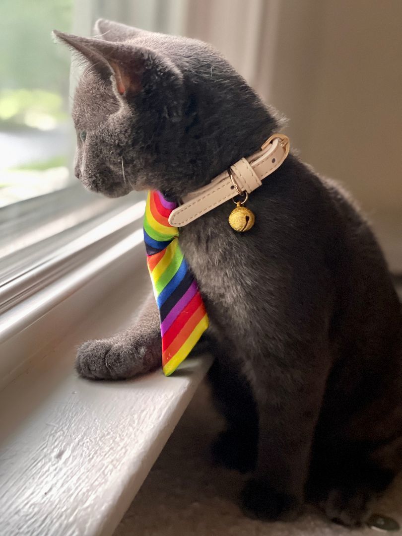 Enlarge Odin, a Adopted mixed breed in Cleveland Heights, OH image 1/12