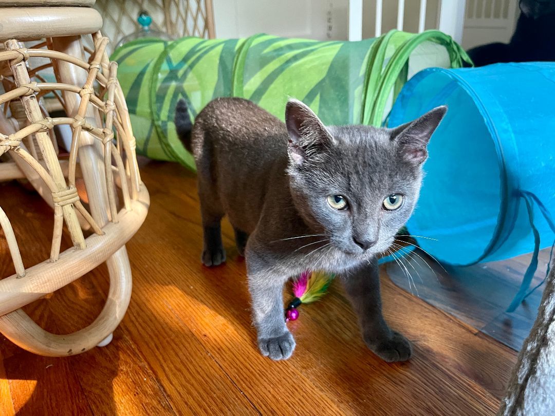 Enlarge Odin, a Adopted mixed breed in Cleveland Heights, OH image 2/12