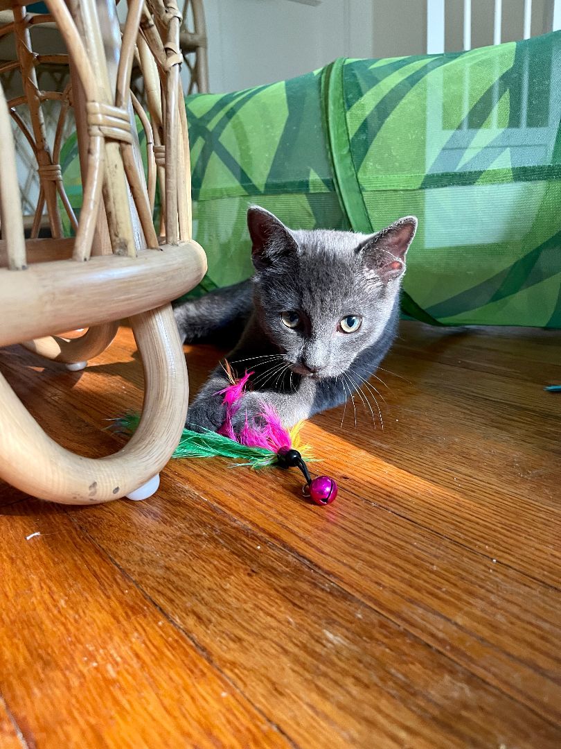 Enlarge Odin, a Adopted mixed breed in Cleveland Heights, OH image 3/12