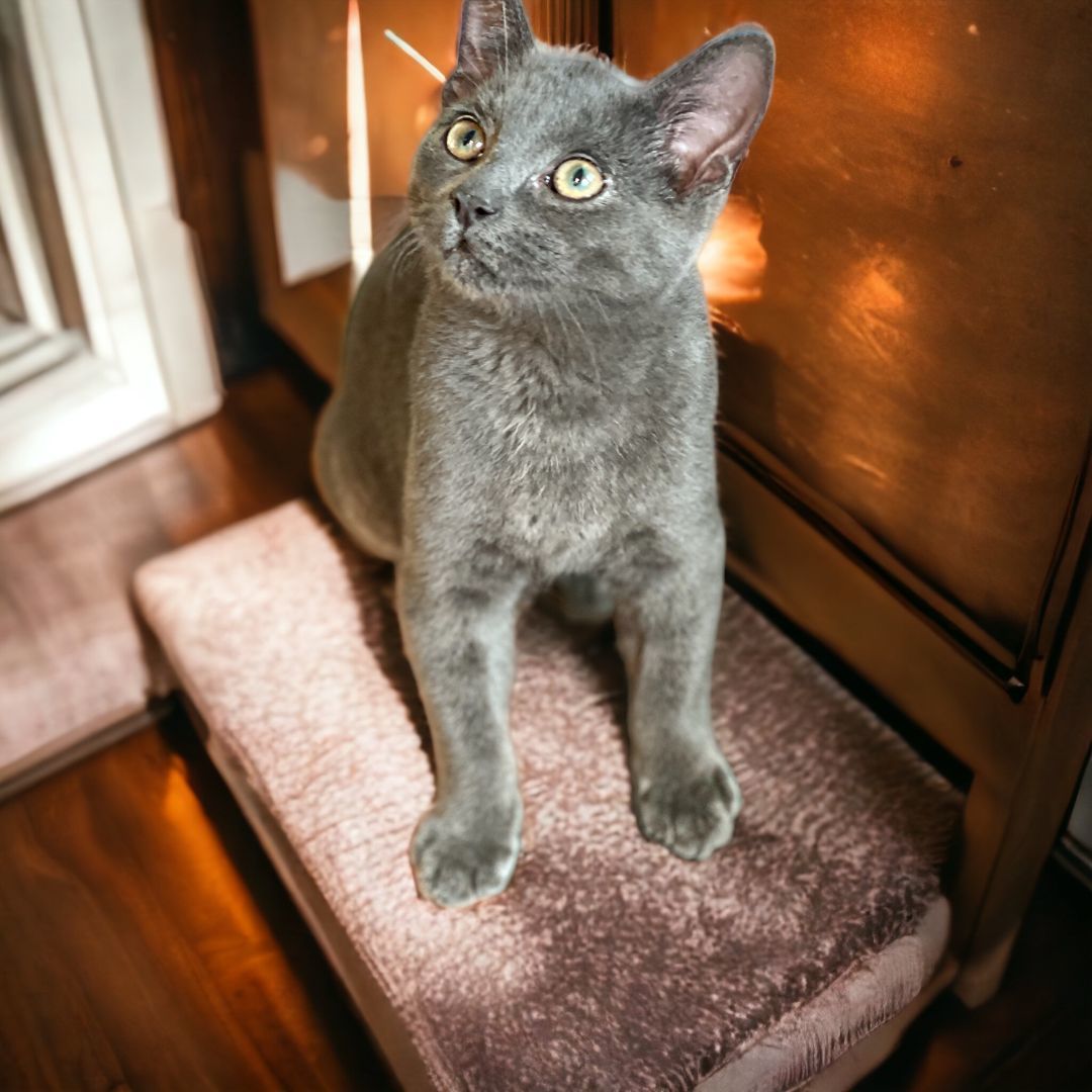 Enlarge Odin, a Adopted mixed breed in Cleveland Heights, OH image 6/12