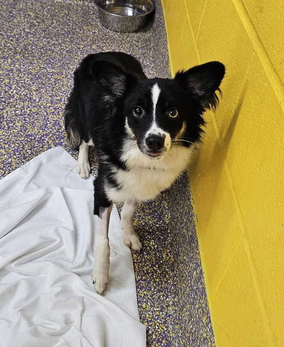 Enlarge Nutcracker, a Adoptable Chihuahua in Metairie, LA image 1/2