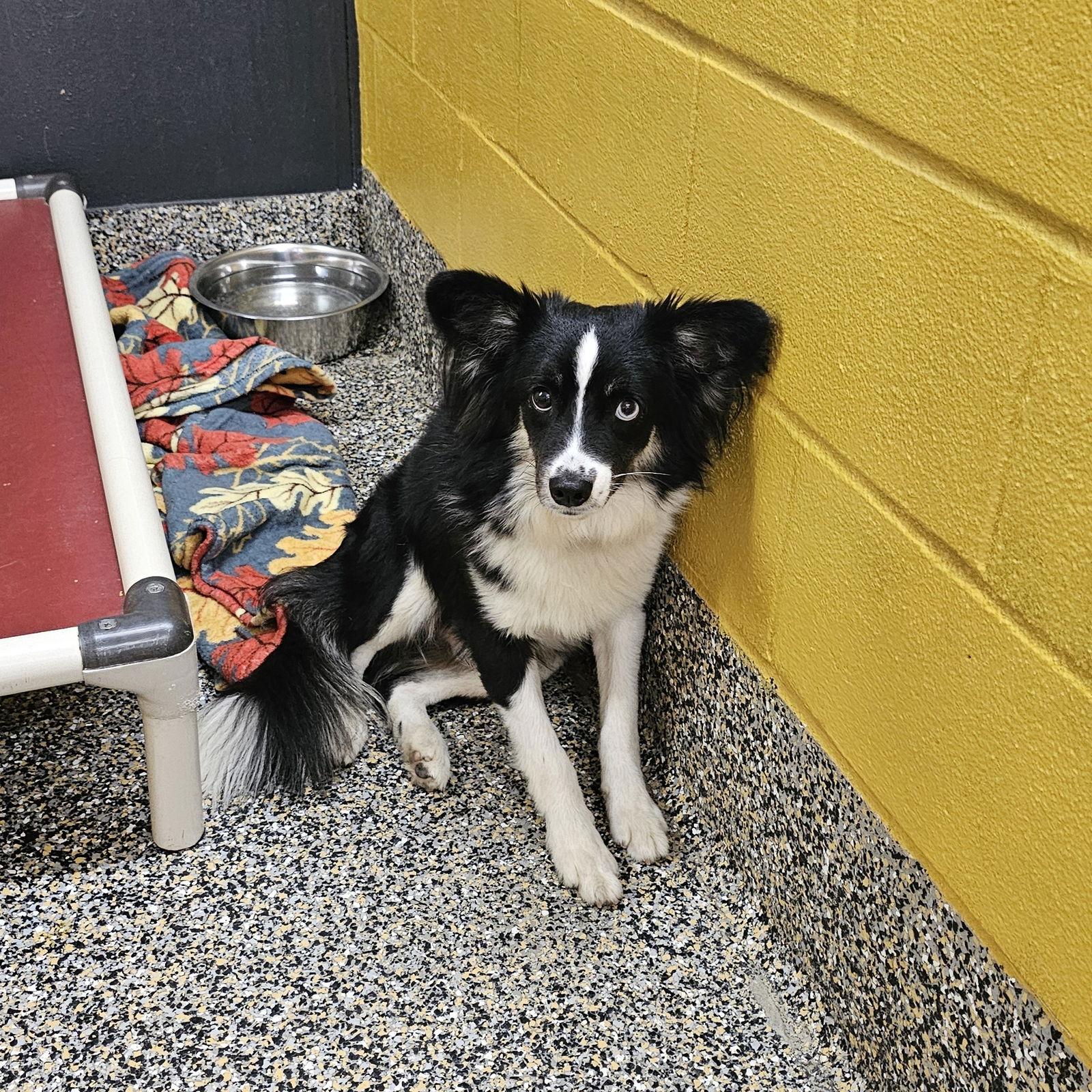 Enlarge Nutcracker, a Adoptable Chihuahua in Metairie, LA image 2/2