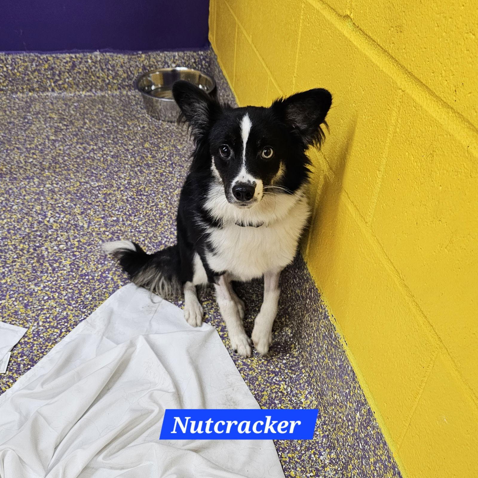 Nutcracker, Adoptable, Young Male Mixed Breed.