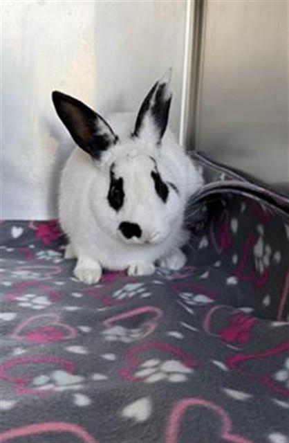 PATCH, Adoptable, Young Male Bunny Rabbit.