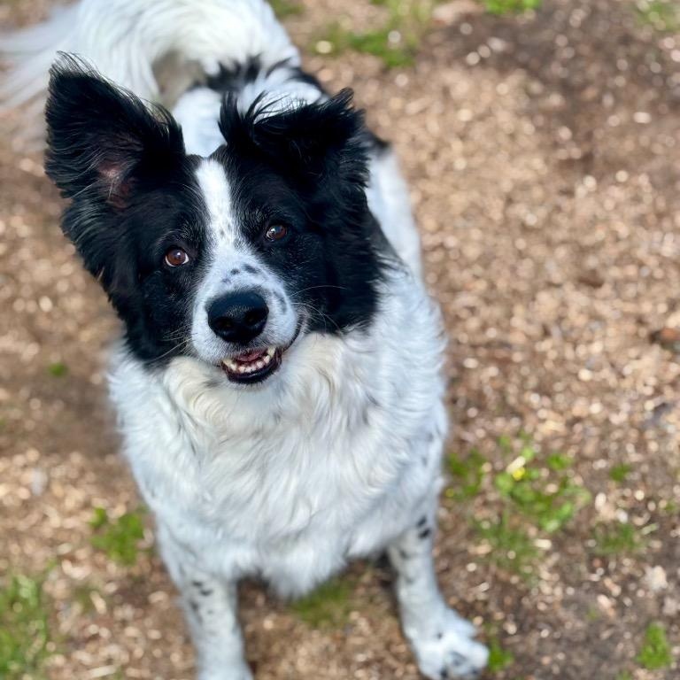 Enlarge Buddie, a ADOPTABLE Border Collie in Houston, TX image 4/6