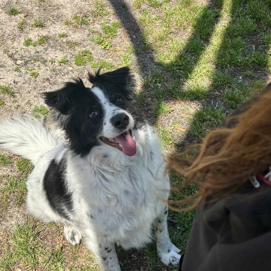 Enlarge Buddie, a ADOPTABLE Border Collie in Houston, TX image 2/6