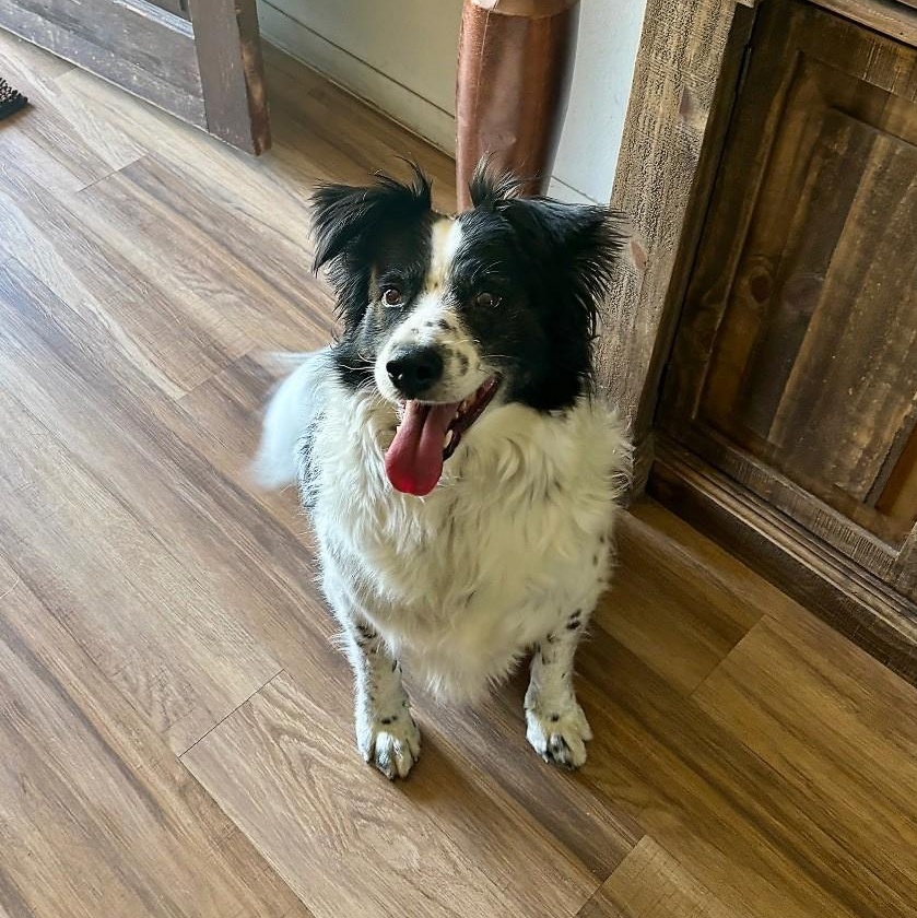 Enlarge Buddie, a ADOPTABLE Border Collie in Houston, TX image 3/6