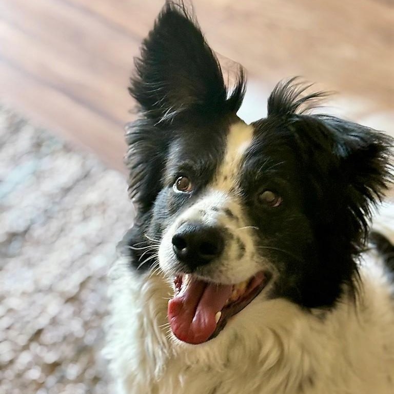 Enlarge Buddie, a ADOPTABLE Border Collie in Houston, TX image 6/6