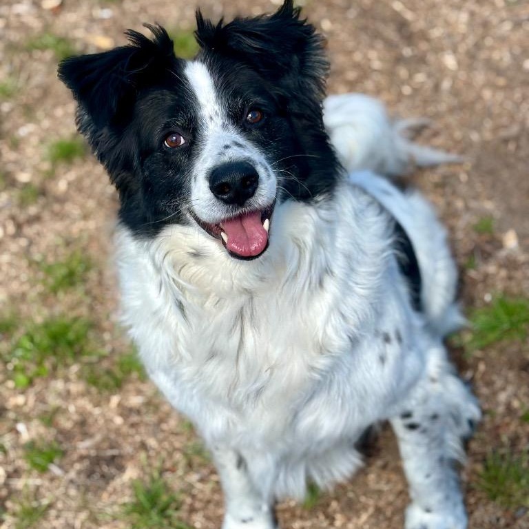 Buddie, ADOPTABLE, Adult Male Border Collie.