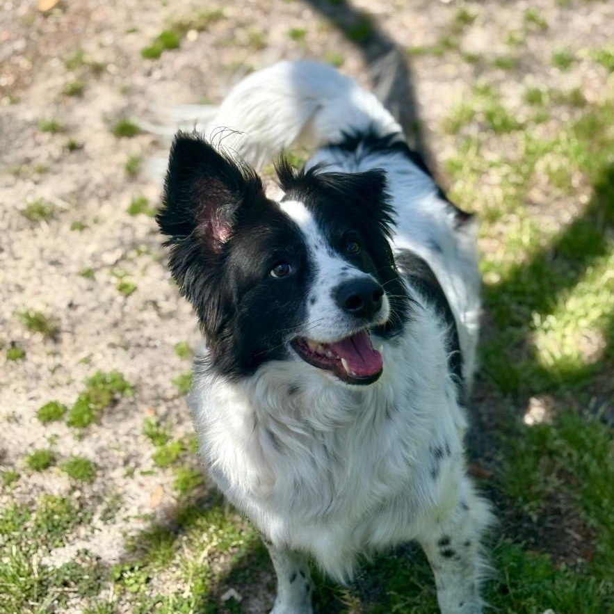 Enlarge Buddie, a ADOPTABLE Border Collie in Houston, TX image 5/6
