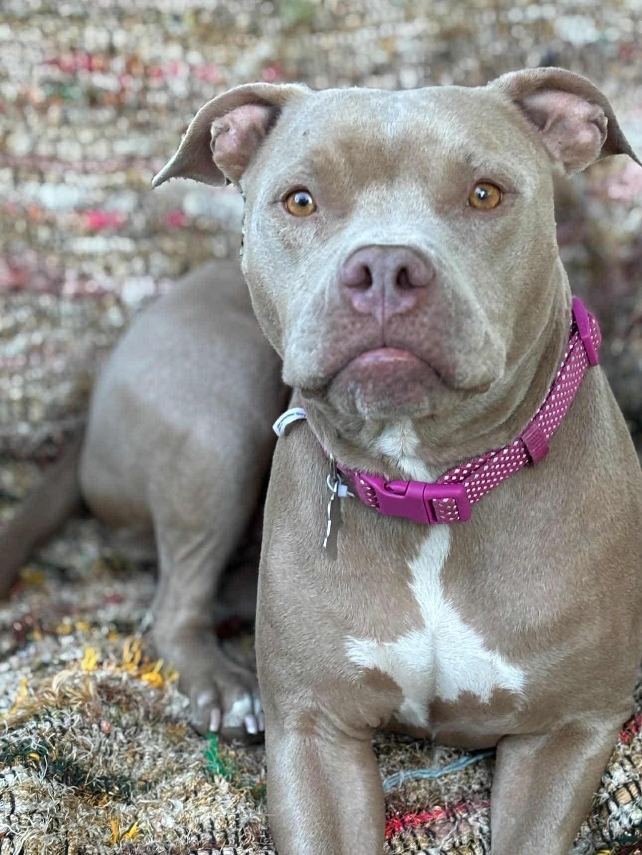 Java, a ADOPTABLE mixed breed in Salem, NH image 1/4