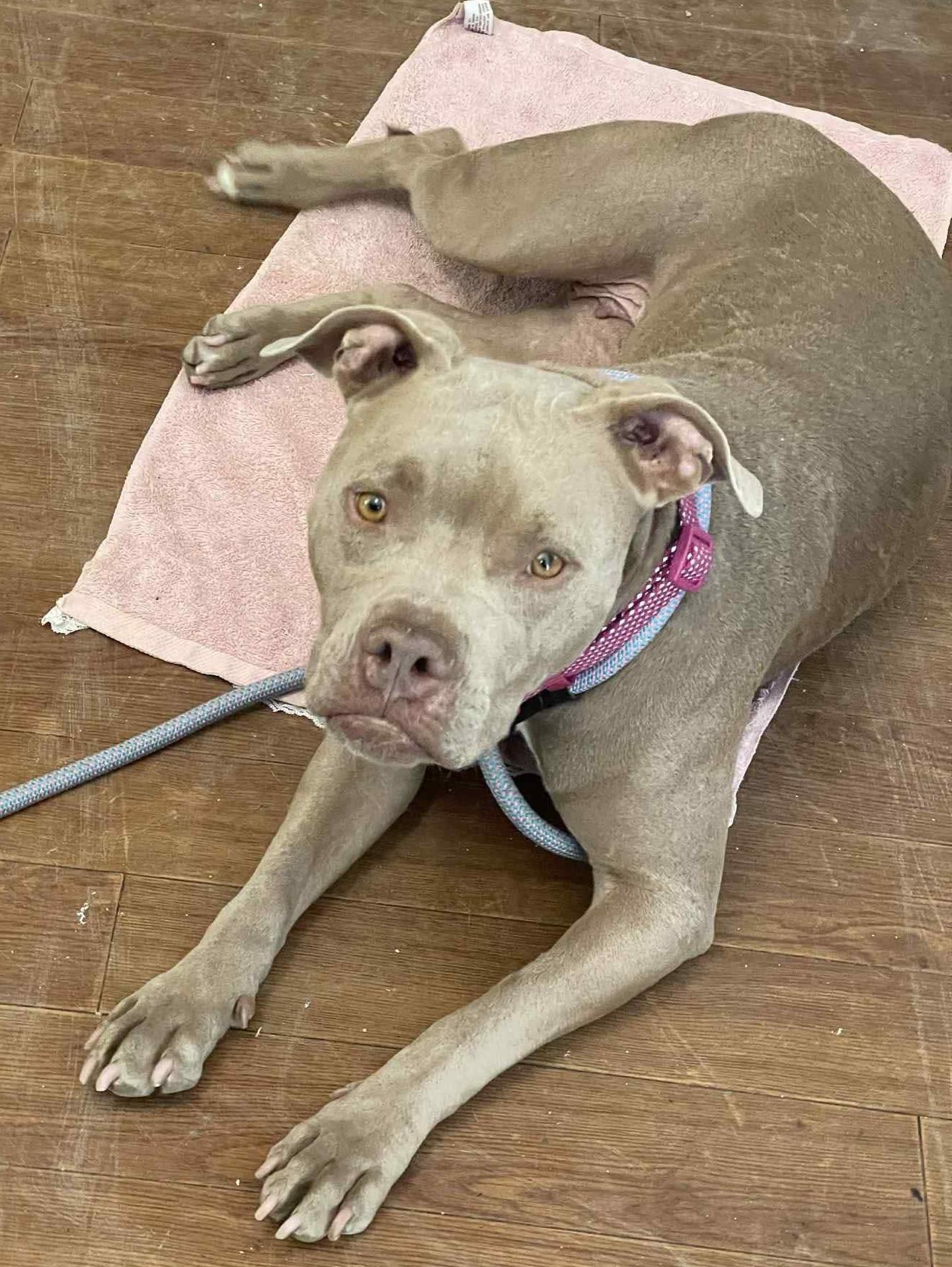 Java, a ADOPTABLE mixed breed in Salem, NH image 2/4