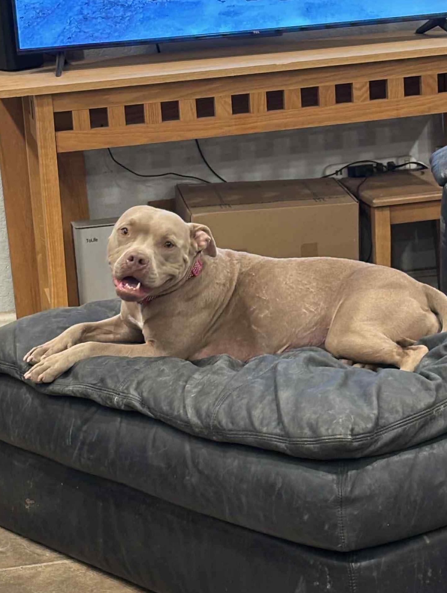 Java, a ADOPTABLE mixed breed in Salem, NH image 3/4