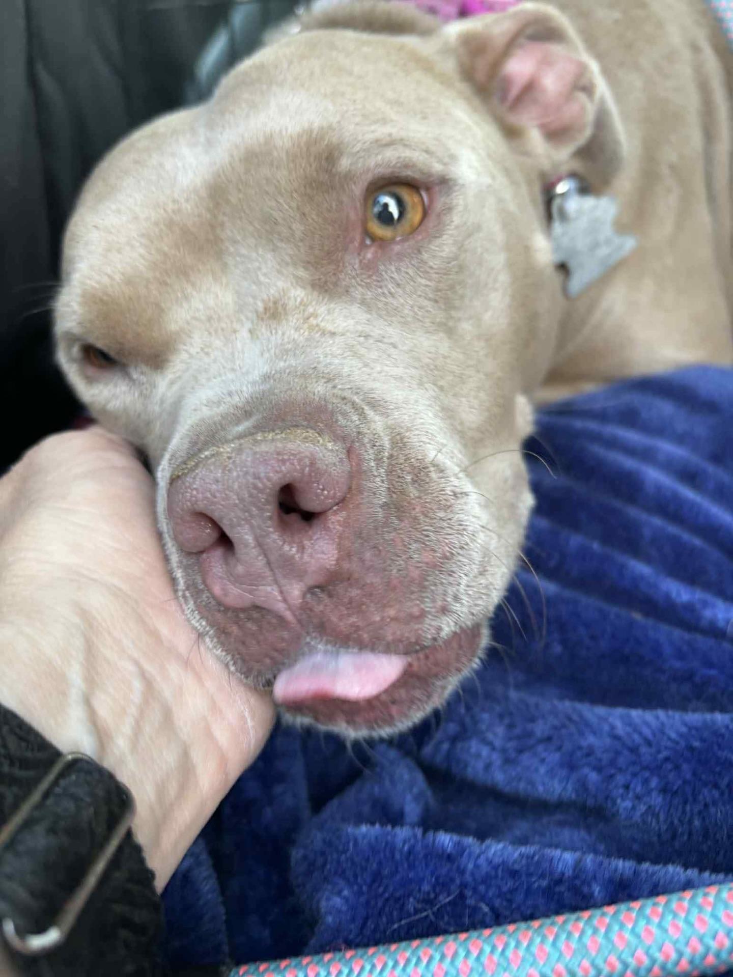 Java, a ADOPTABLE mixed breed in Salem, NH image 4/4