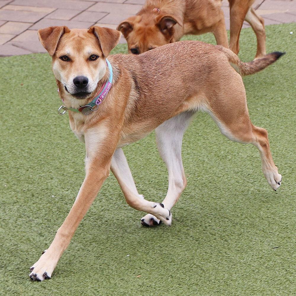 TX1531 Beatrice, Adoptable, Young Female Shepherd & Mixed Breed.