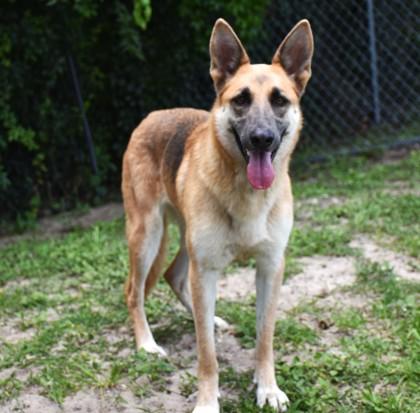 Cherokee, adopted, Young Female German Shepherd Dog.