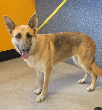 Cherokee, an adopted German Shepherd Dog in Inverness, FL image 2/3