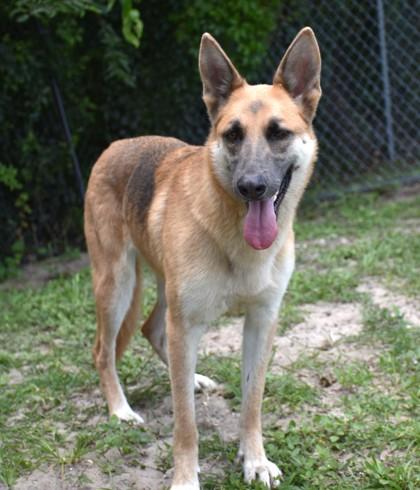 Cherokee, an adopted German Shepherd Dog in Inverness, FL image 3/3
