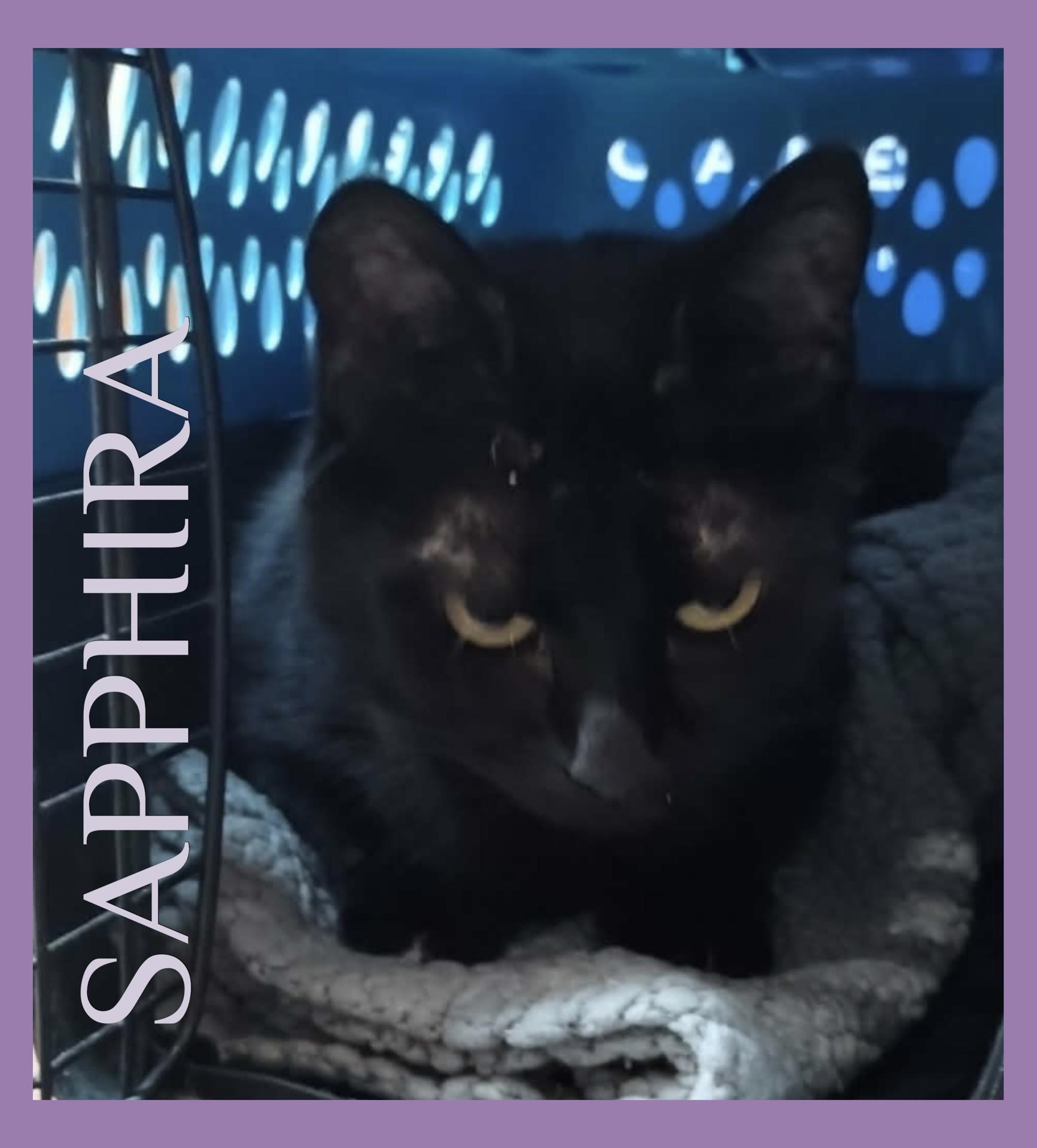 Enlarge SAPPHIRA, an adopted Tabby in Lawton, OK image 1/1