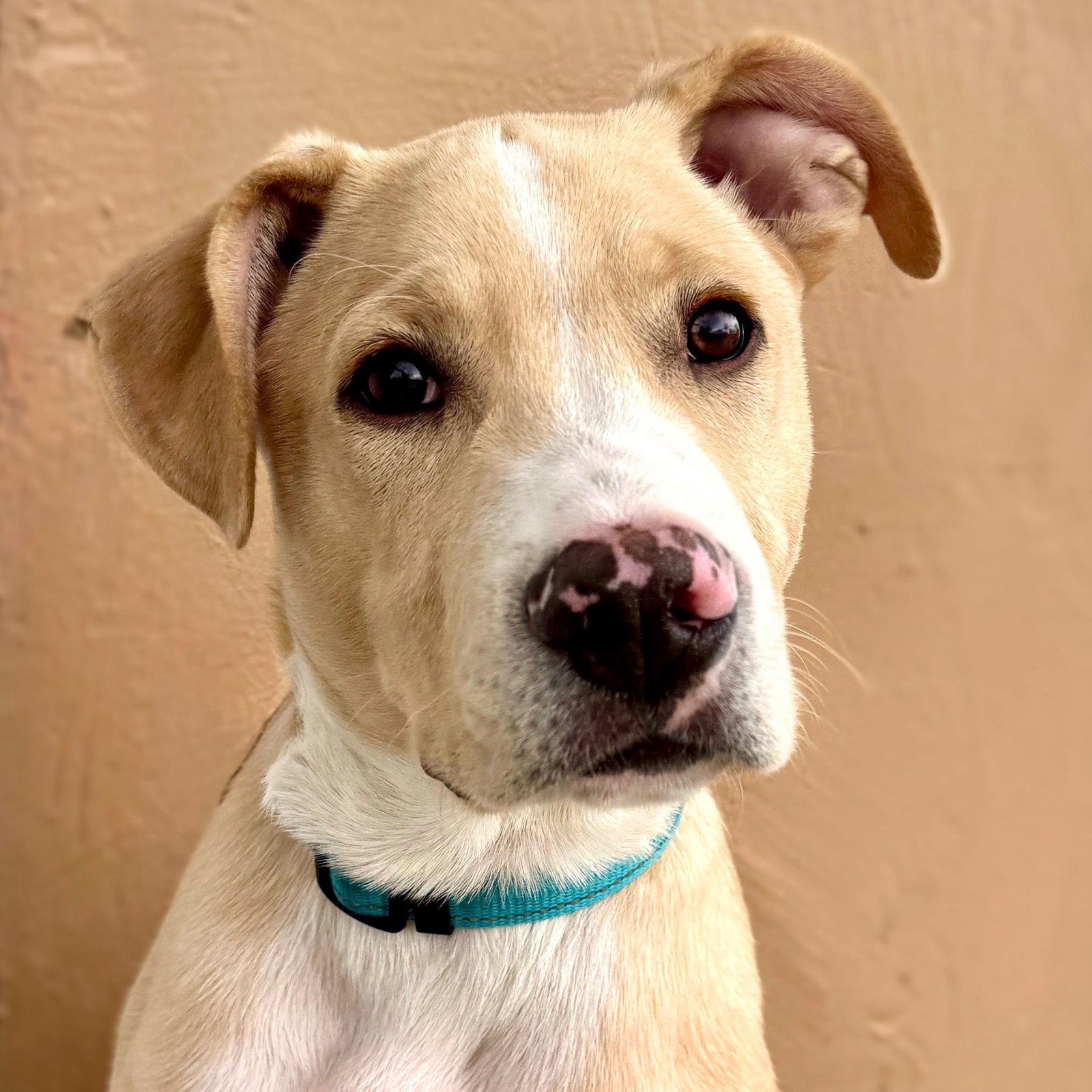 Puffin (FTF Only), Adoptable, Puppy Male Mixed Breed.