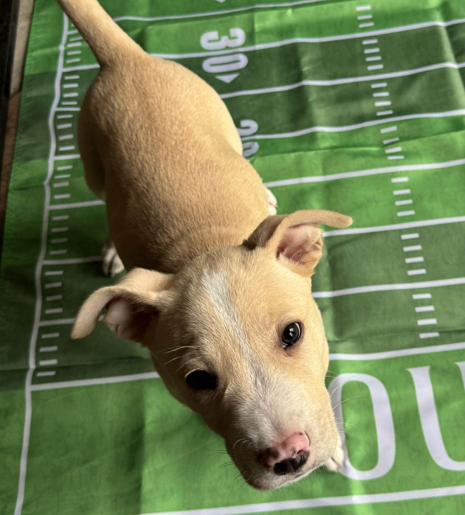 Puffin (FTF Only), Adoptable, Puppy Male Mixed Breed.