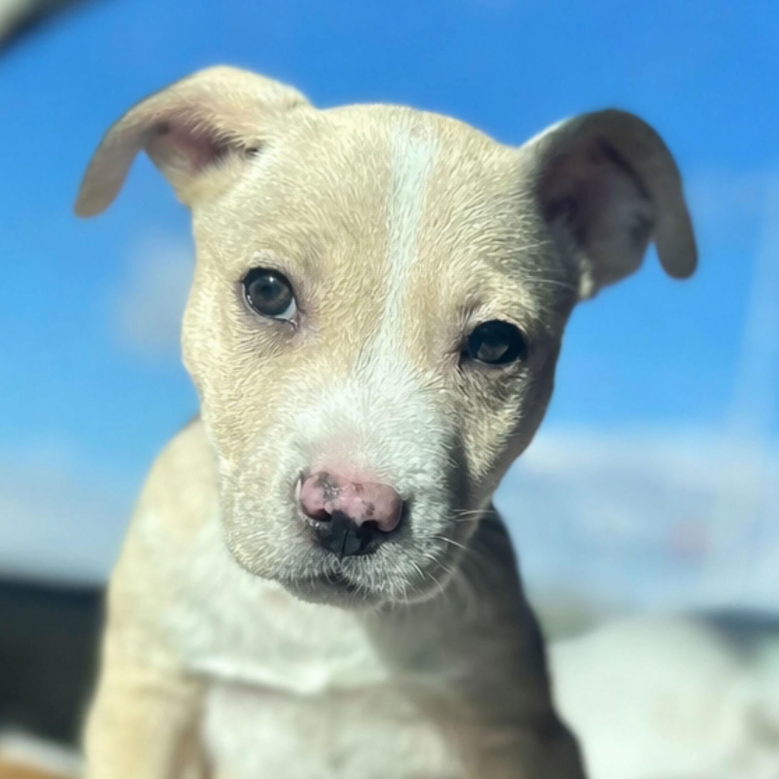 Enlarge Puffin (FTF Only), a Adoptable Mixed Breed in Laramie, WY image 2/3