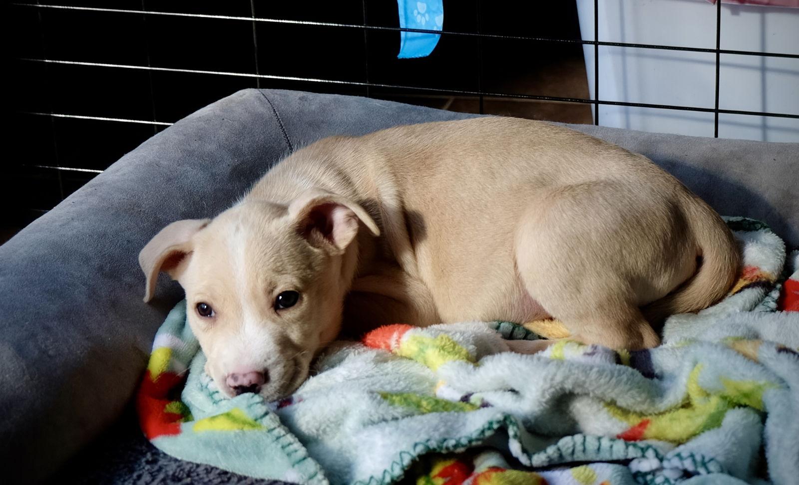 Enlarge Puffin (FTF Only), a Adoptable Mixed Breed in Laramie, WY image 3/3