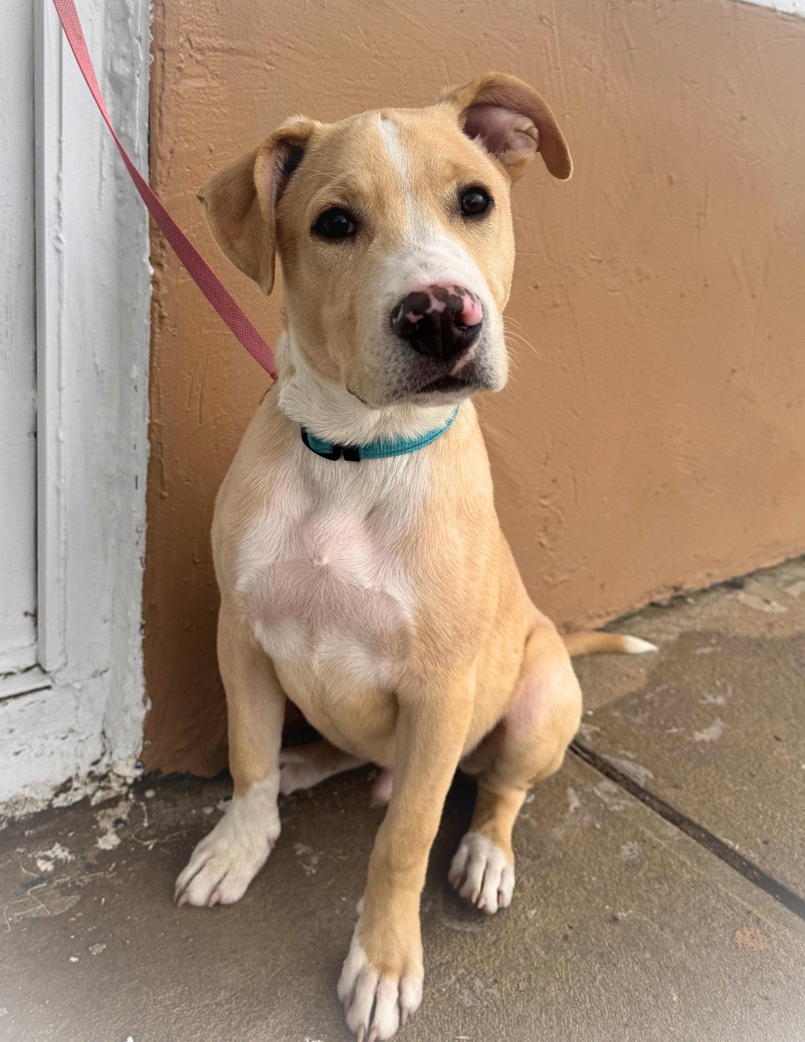 Enlarge Puffin (FTF Only), a Adoptable Mixed Breed in Laramie, WY image 2/3