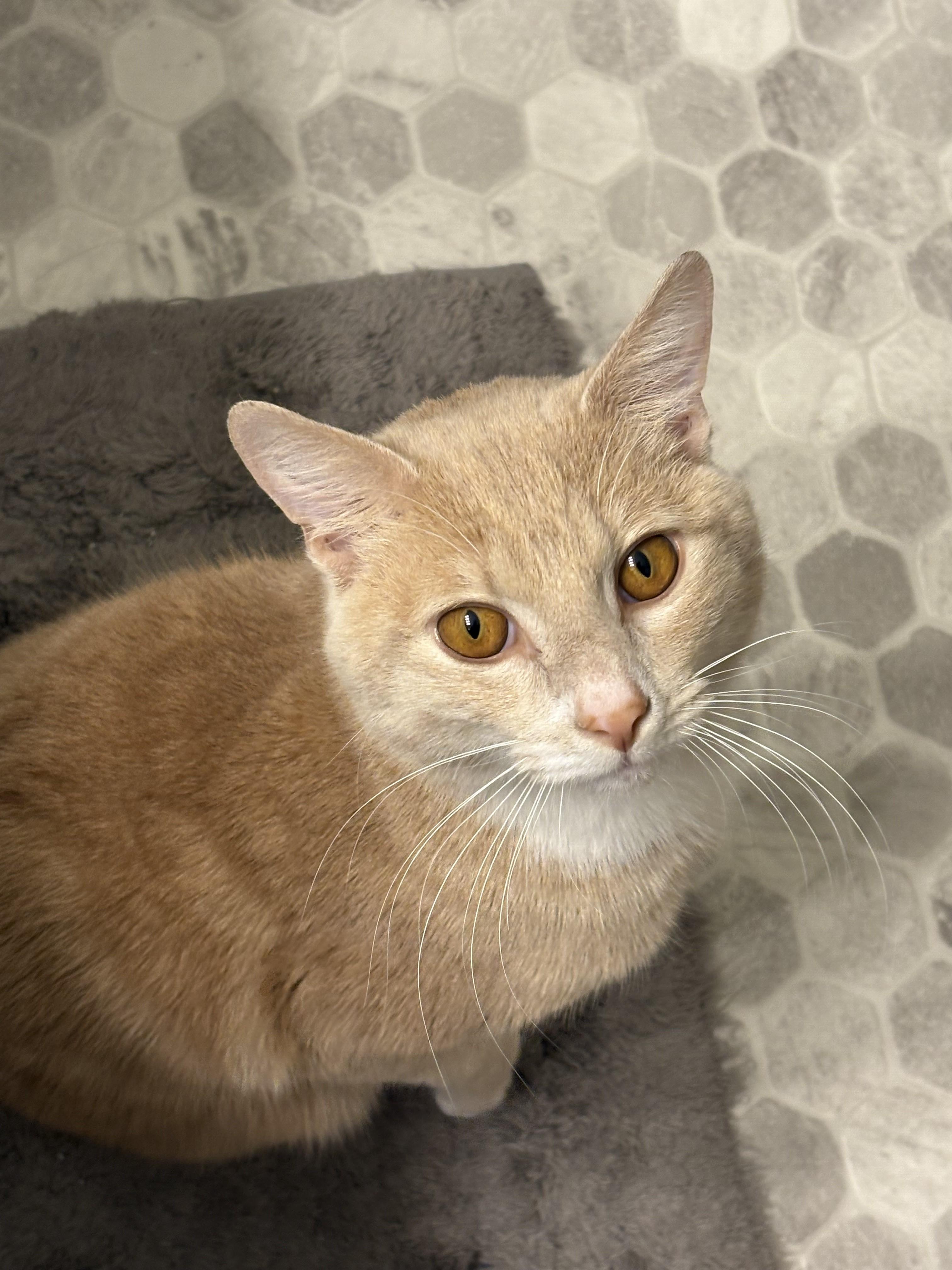Enlarge Teddy-Best Hugger Ever!, an adopted Tabby in Laurel, MD image 3/5