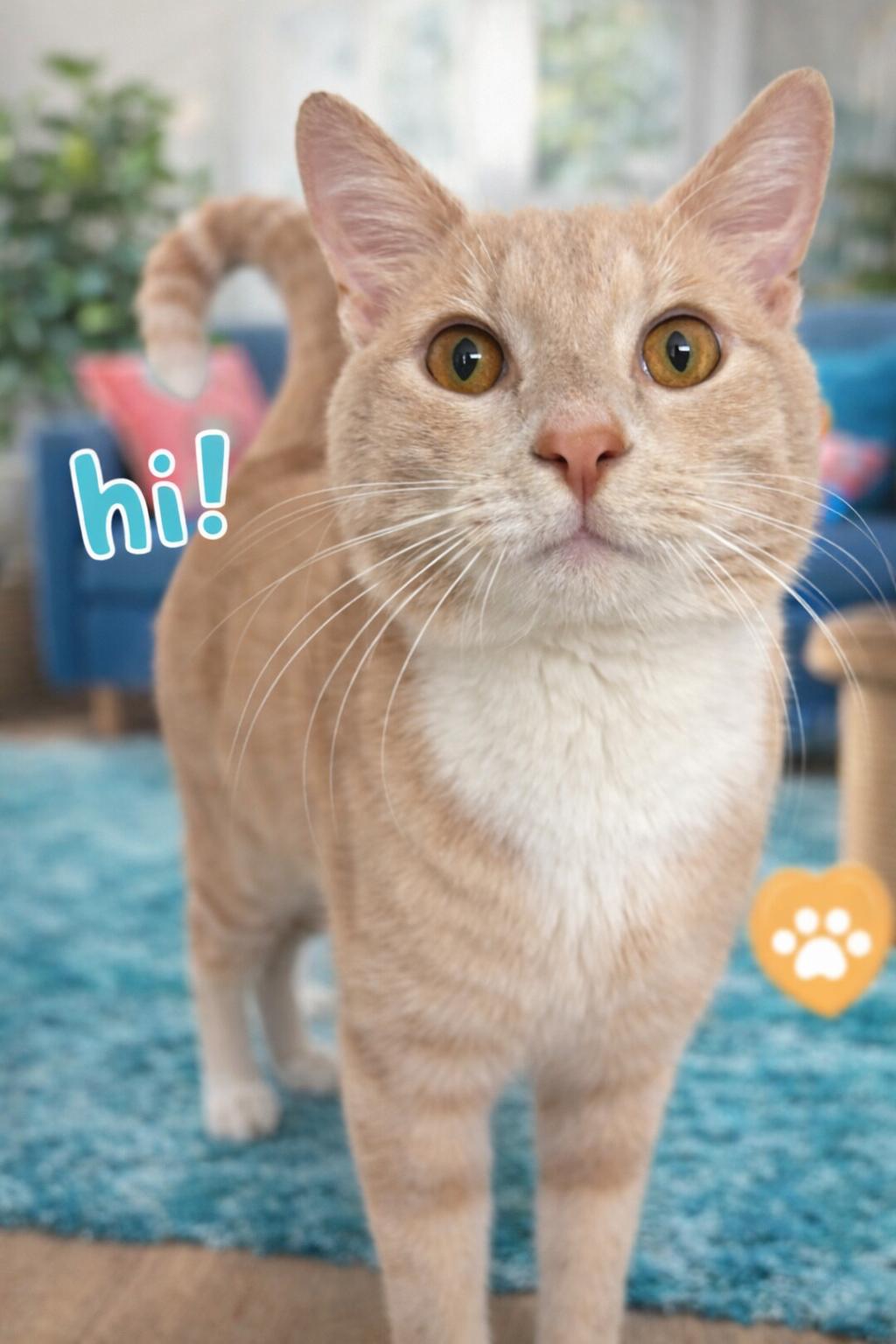 Enlarge Teddy-Best Hugger Ever!, an adopted Tabby in Laurel, MD image 2/5