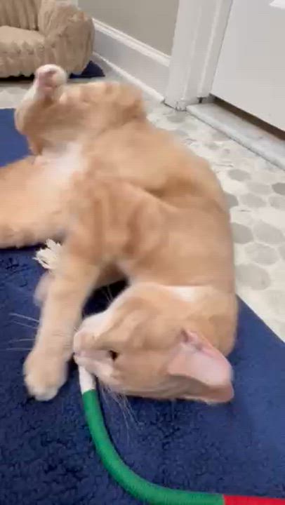 Enlarge Teddy-Best Hugger Ever!, an adopted Tabby in Laurel, MD video 5/5