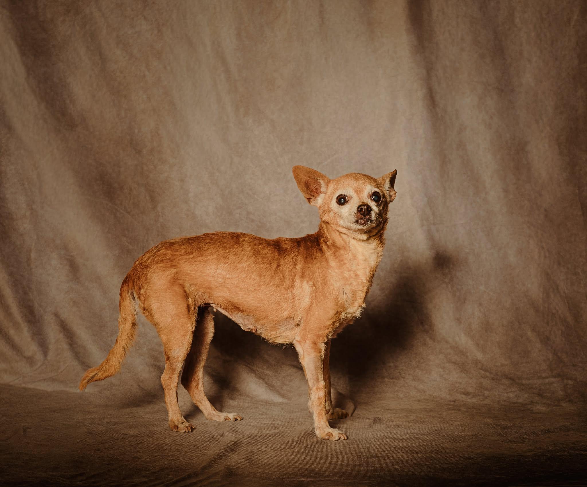 Sister, a Adoptable Chihuahua in Philadelphia, PA image 6/6