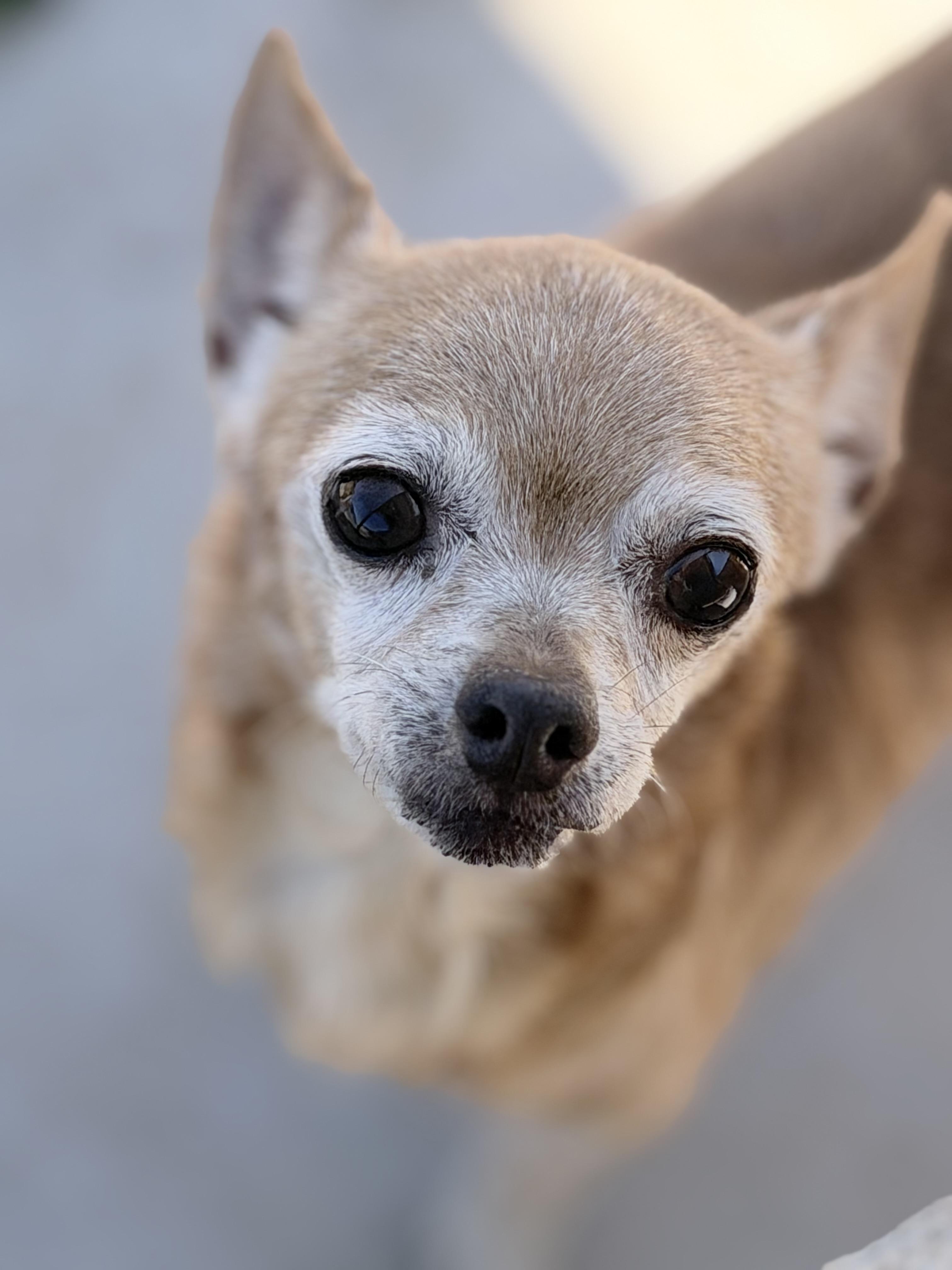 Sister, a Adoptable Chihuahua in Philadelphia, PA image 2/6