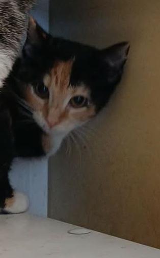Ethal, ADOPTABLE, Young Female Tortoiseshell.