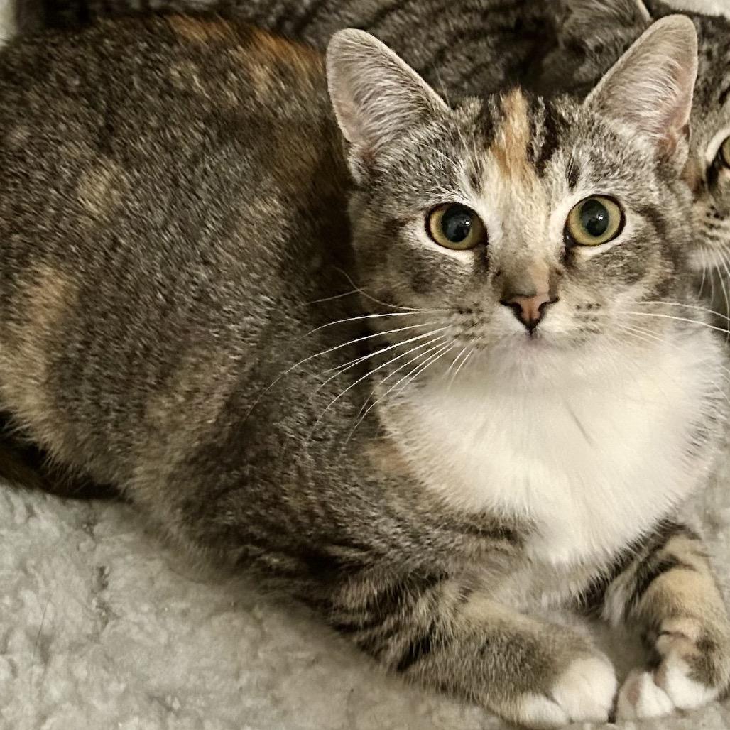 Dinky, Adoptable, Kitten Female Domestic Short Hair.