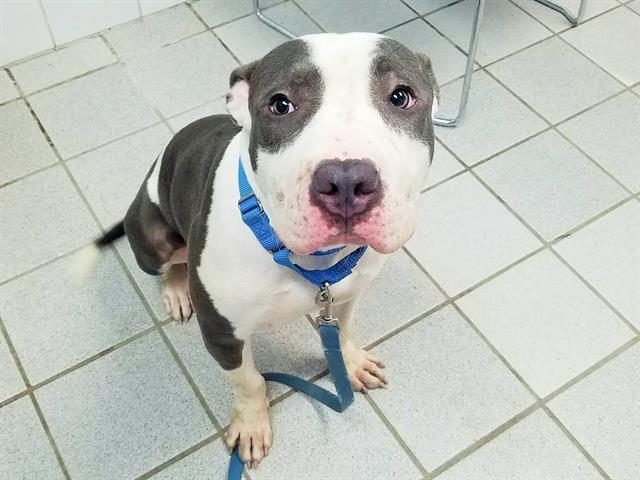 Enlarge OLAF, a Adoptable mixed breed in Canfield, OH image 1/2