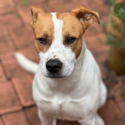 Lady, Adoptable, Adult Female Terrier.