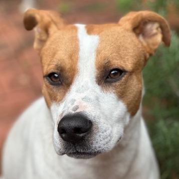 Lady, a Adoptable Terrier in Aledo, TX image 2/2