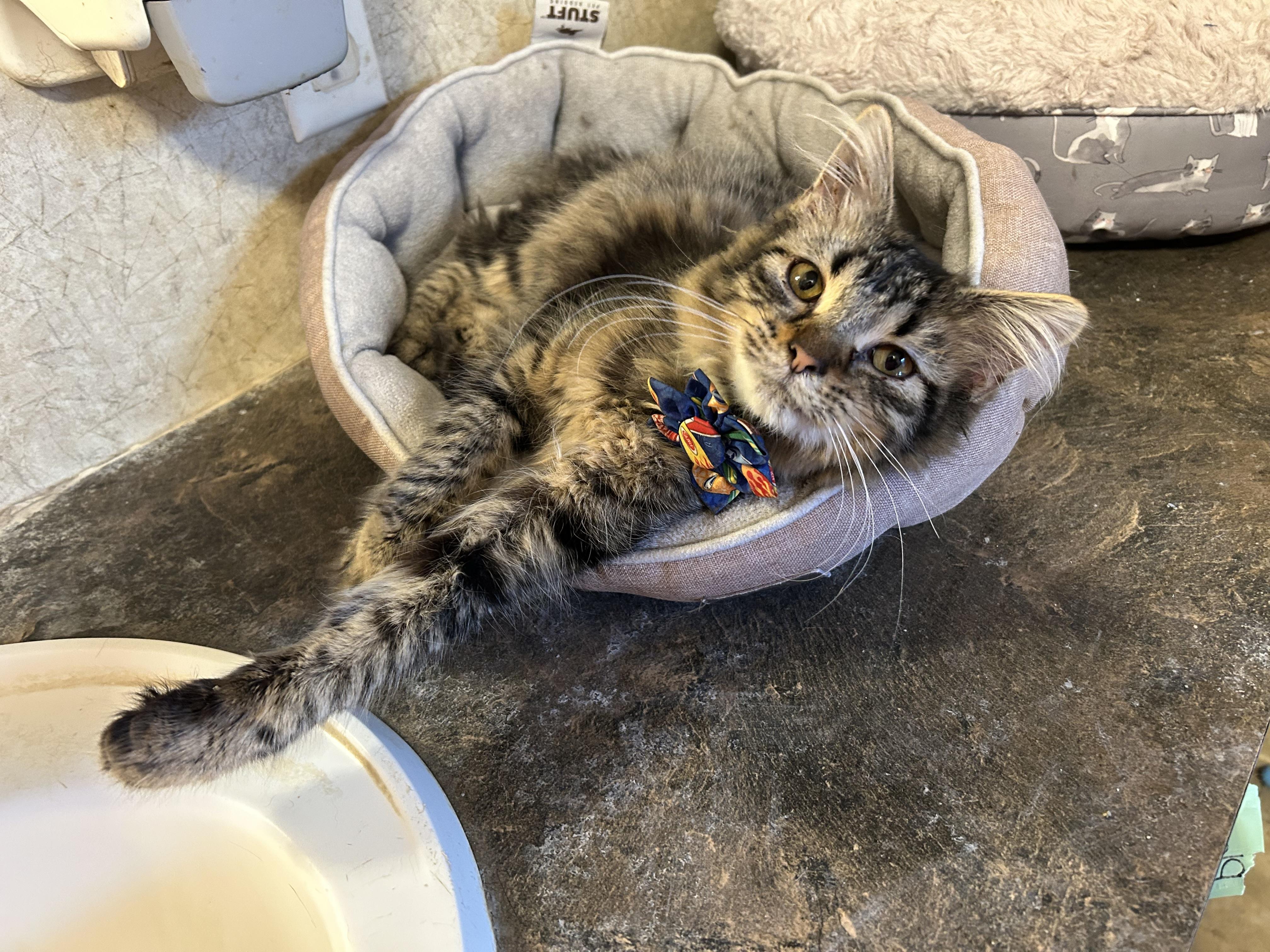 Rotary, adopted, Young Male Domestic Long Hair.