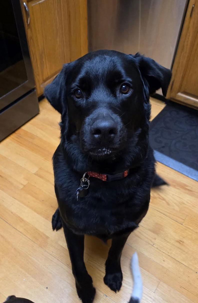 Bear, Adopted, Adult Male Golden Retriever & Rottweiler.