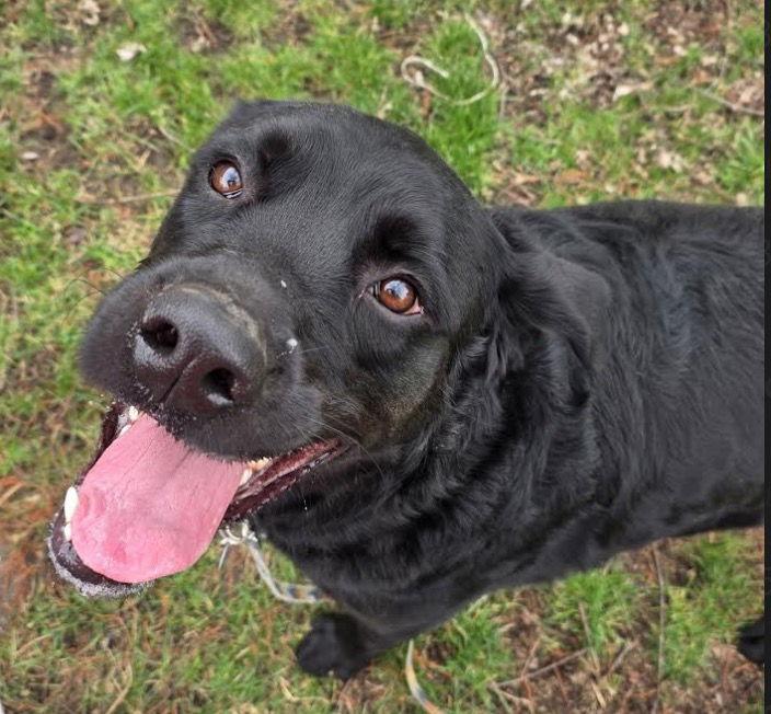 Enlarge Bear, a Adopted mixed breed in Powell, OH image 2/3