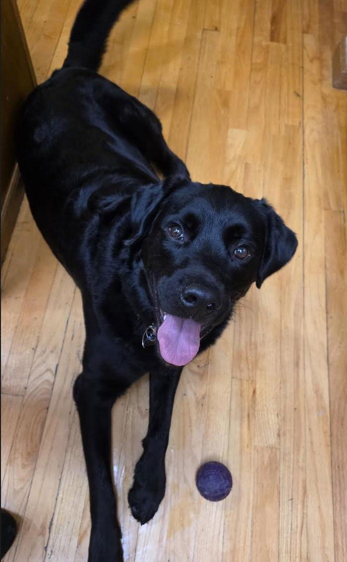 Enlarge Bear, a Adopted mixed breed in Powell, OH image 3/3
