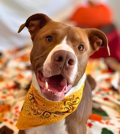 Mojo, Adoptable, Young Male Mixed Breed & Mixed Breed.