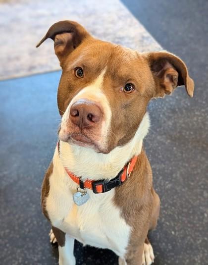 Enlarge Mojo, a Adoptable mixed breed in Portola, CA image 1/3
