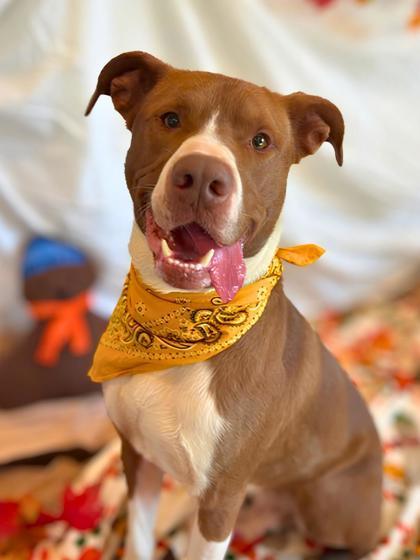 Enlarge Mojo, a Adoptable mixed breed in Portola, CA image 2/3